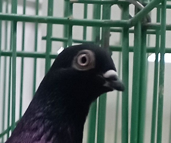 IMG_20251108_0933091