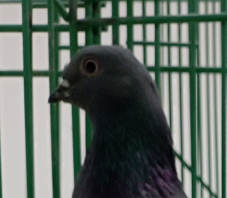 IMG_20251108_0941093