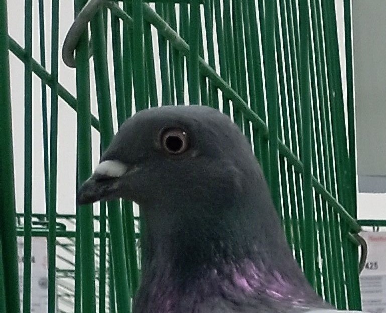 IMG_20251108_0942484