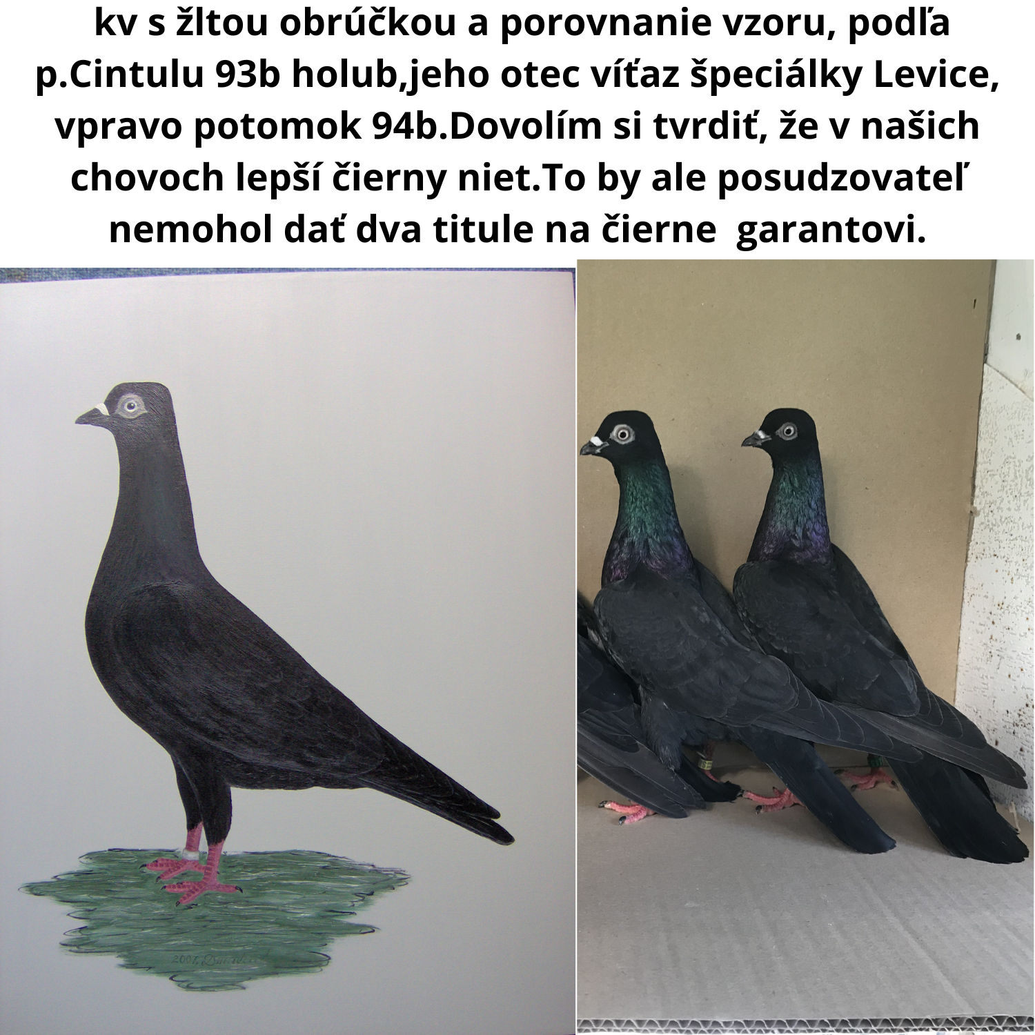 postoj Kv sa oproti minulosti zvýšil(predtým takmer rovnobežné,teraz prsia vysoko držané)