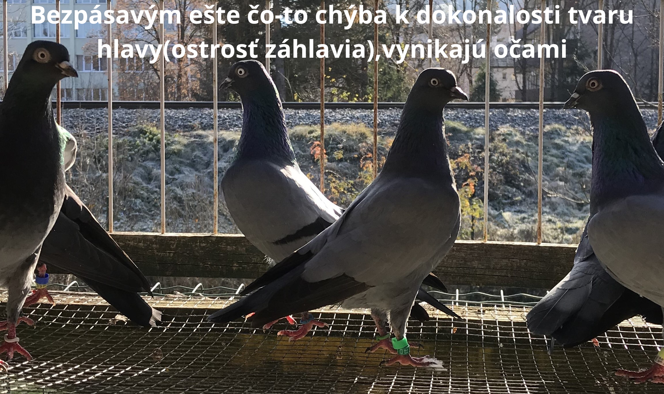 holuby na stránku18