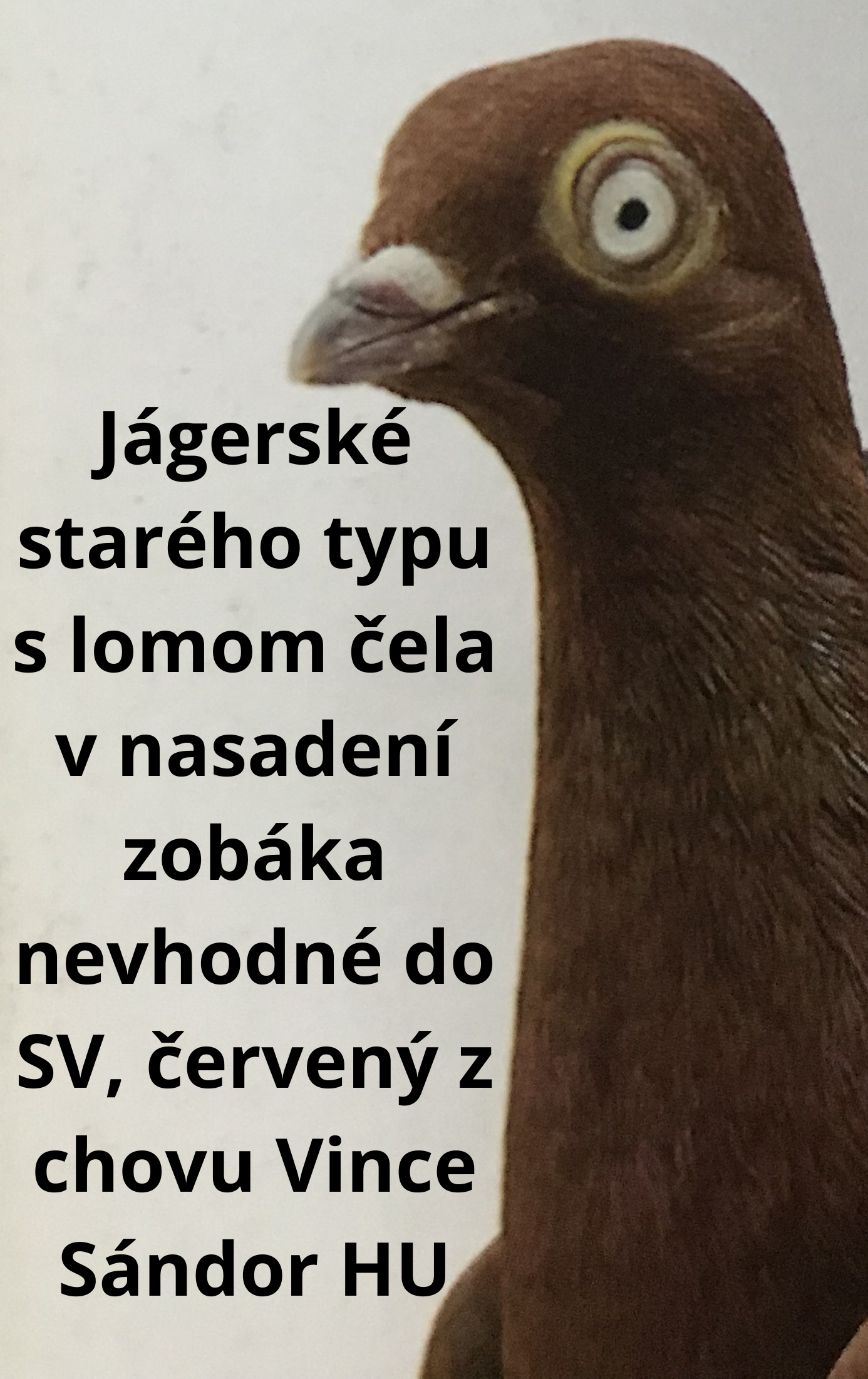 holuby na stránku19