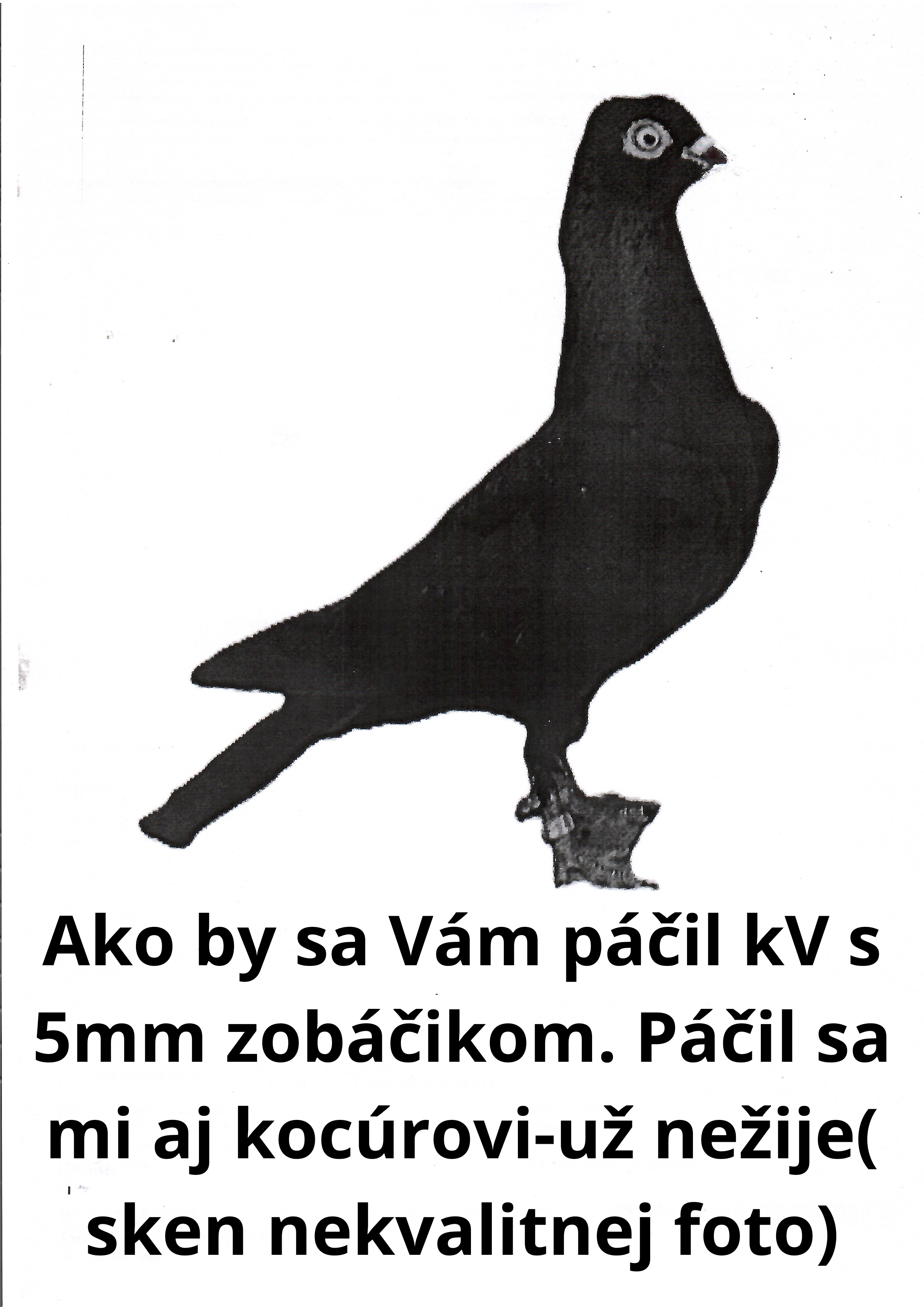 holuby na stránku20