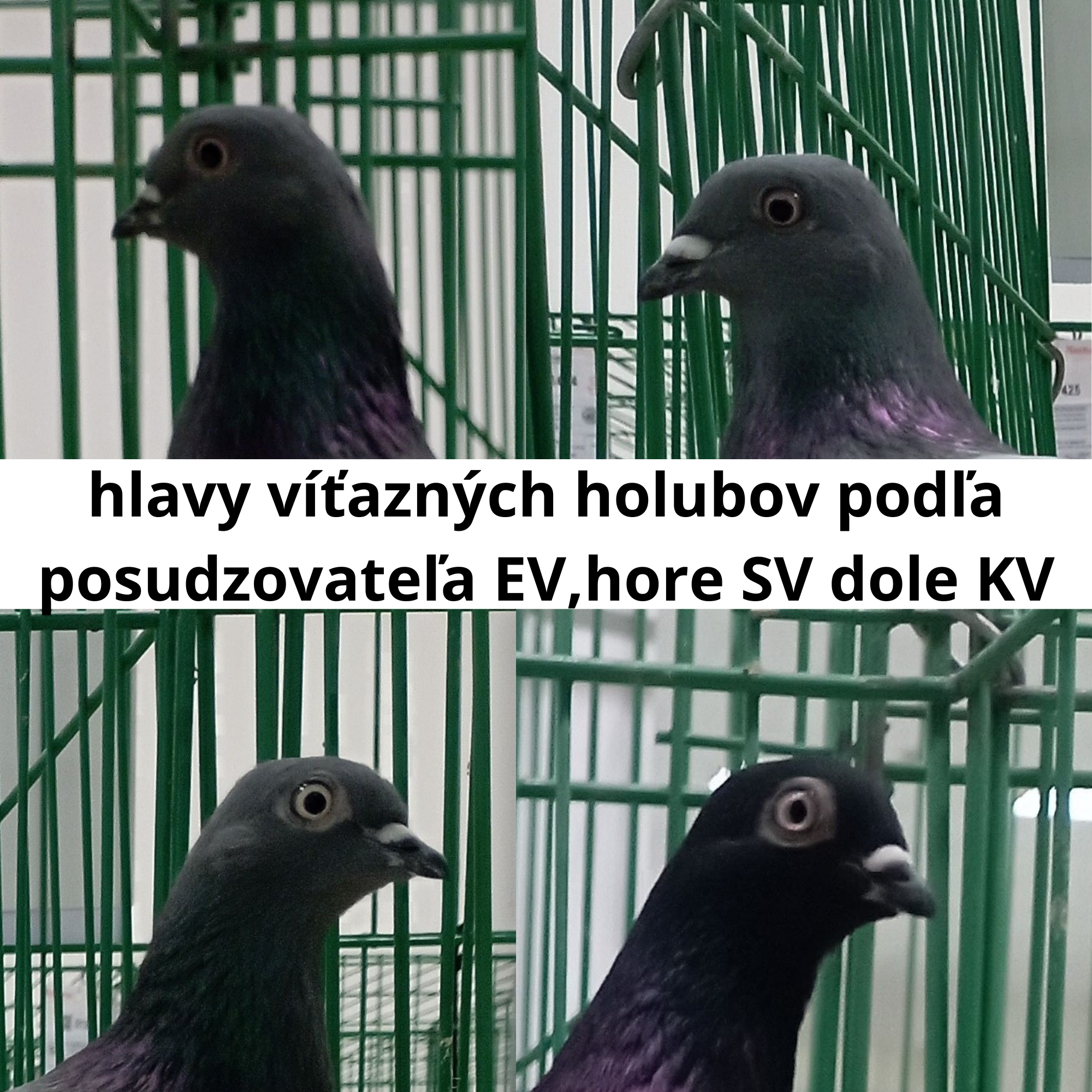 holuby na stránku21