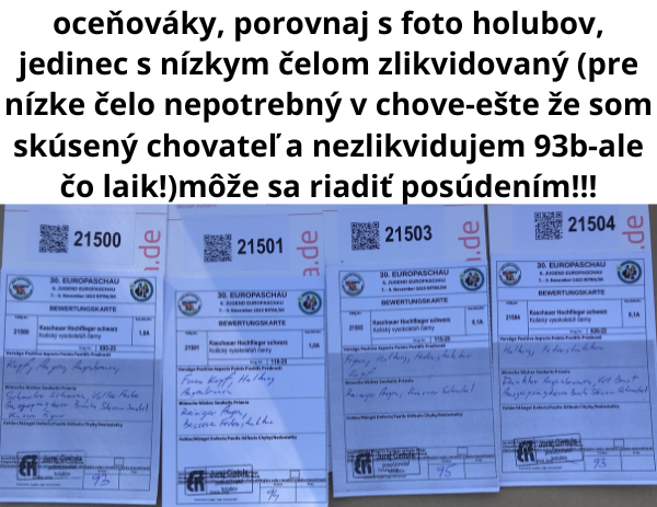 holuby na stránku22