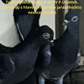 holuby na stránku24