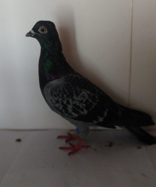 jarabý Petra Úradníka /EV Nitraeimage000009