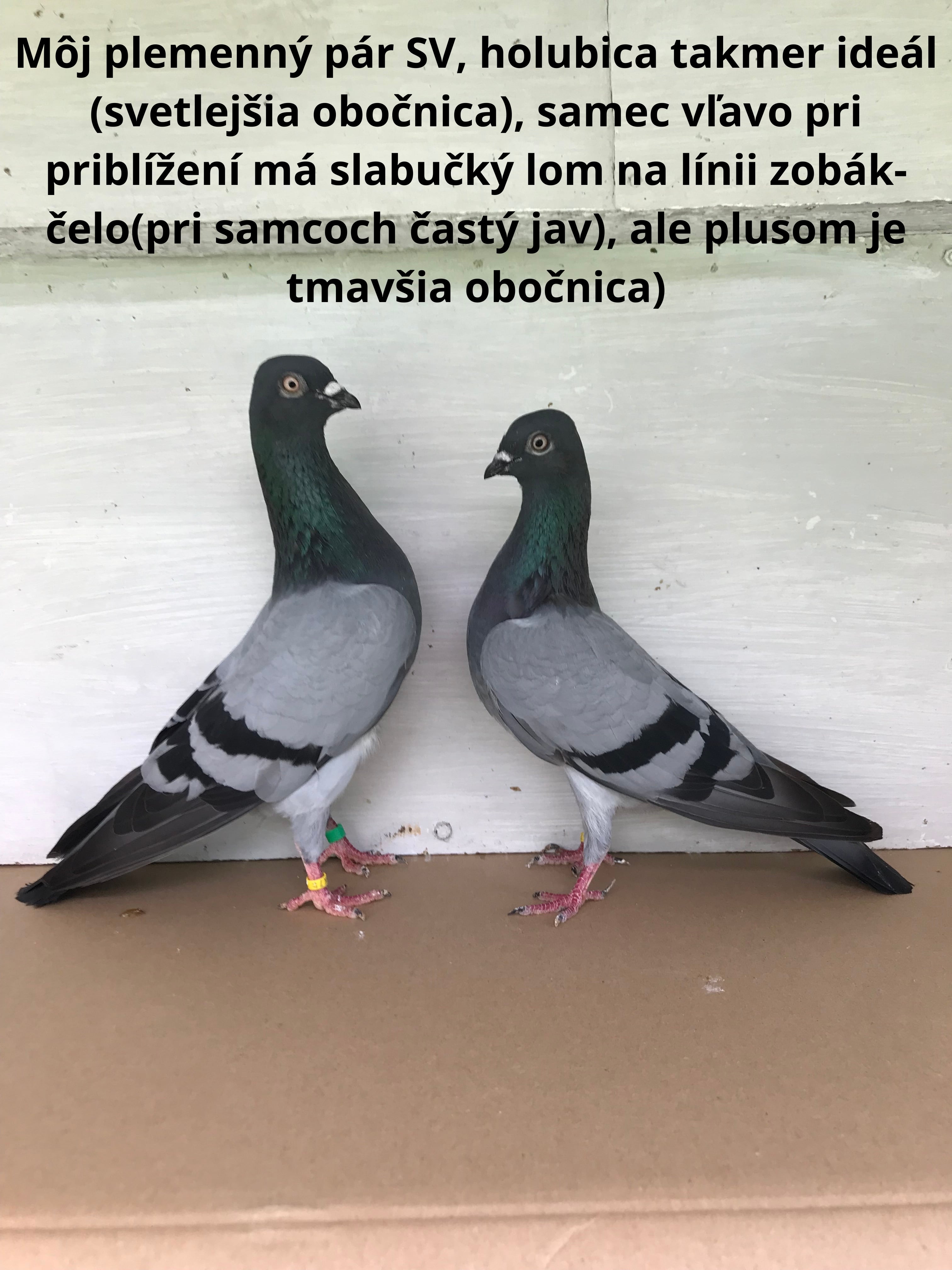 Slovenské vysokoletúny prikrížením maďarských plemien získali až moc vzpriamený postoj(porovnaj vzorovú kresbu)