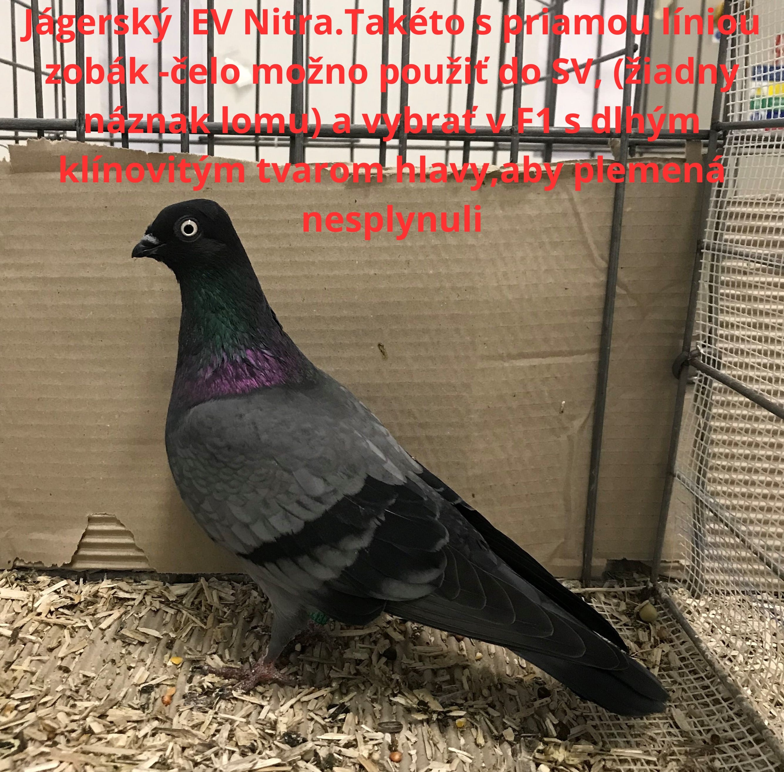 holuby na stránku12