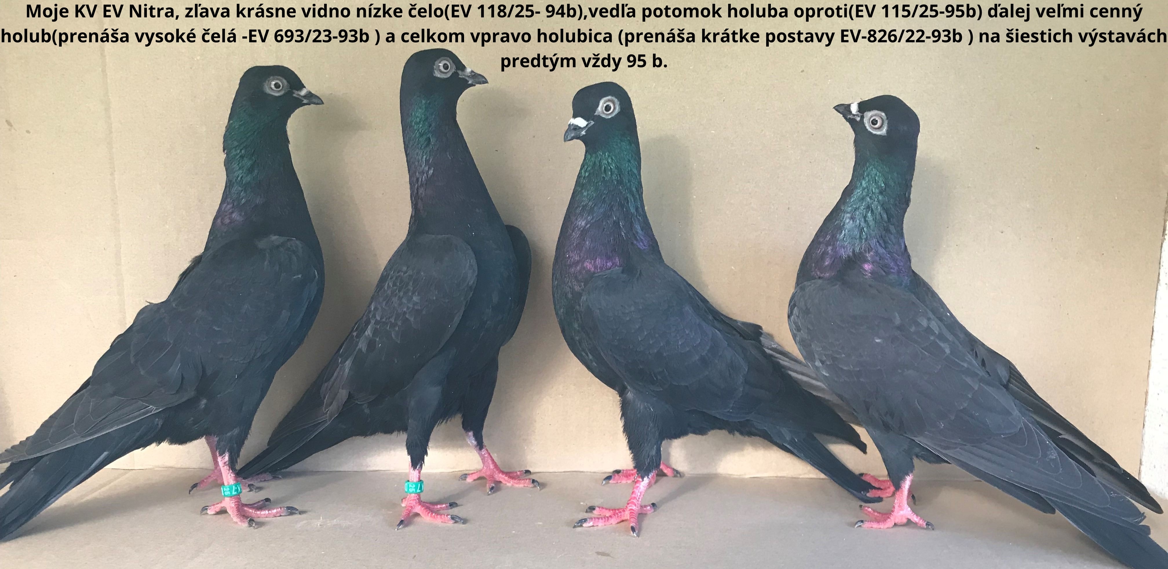 holuby na stránku13