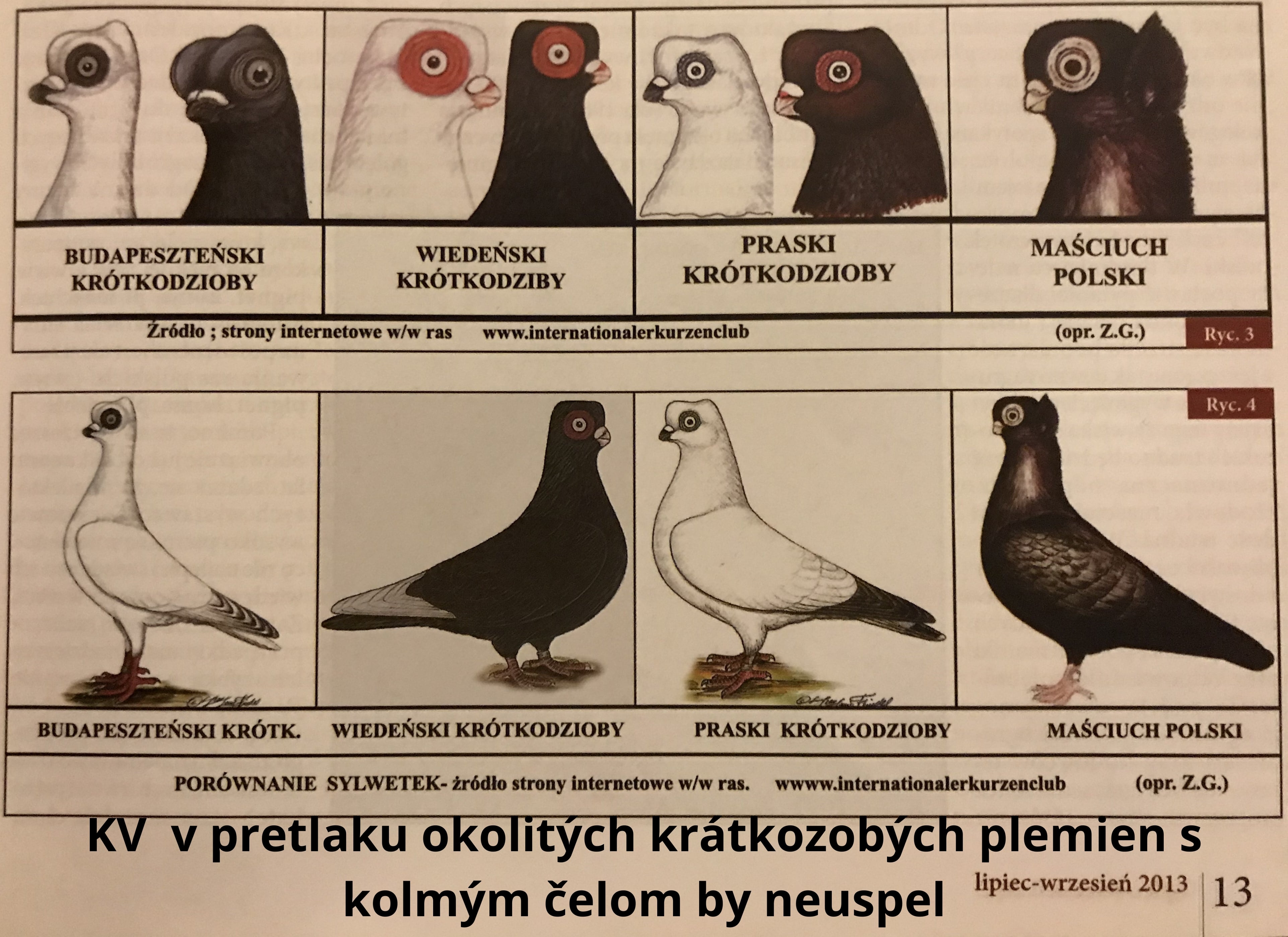 holuby na stránku15