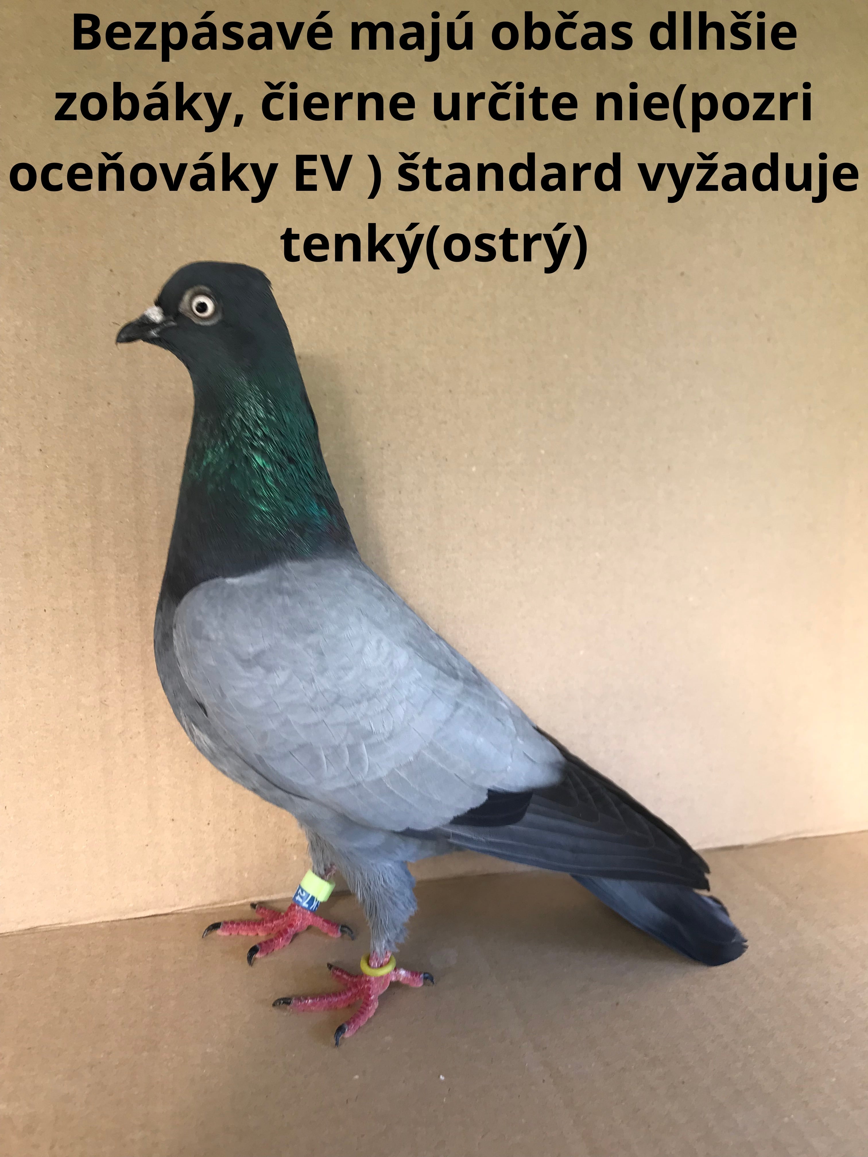 správny postoj KV(trénovaného na klietku)