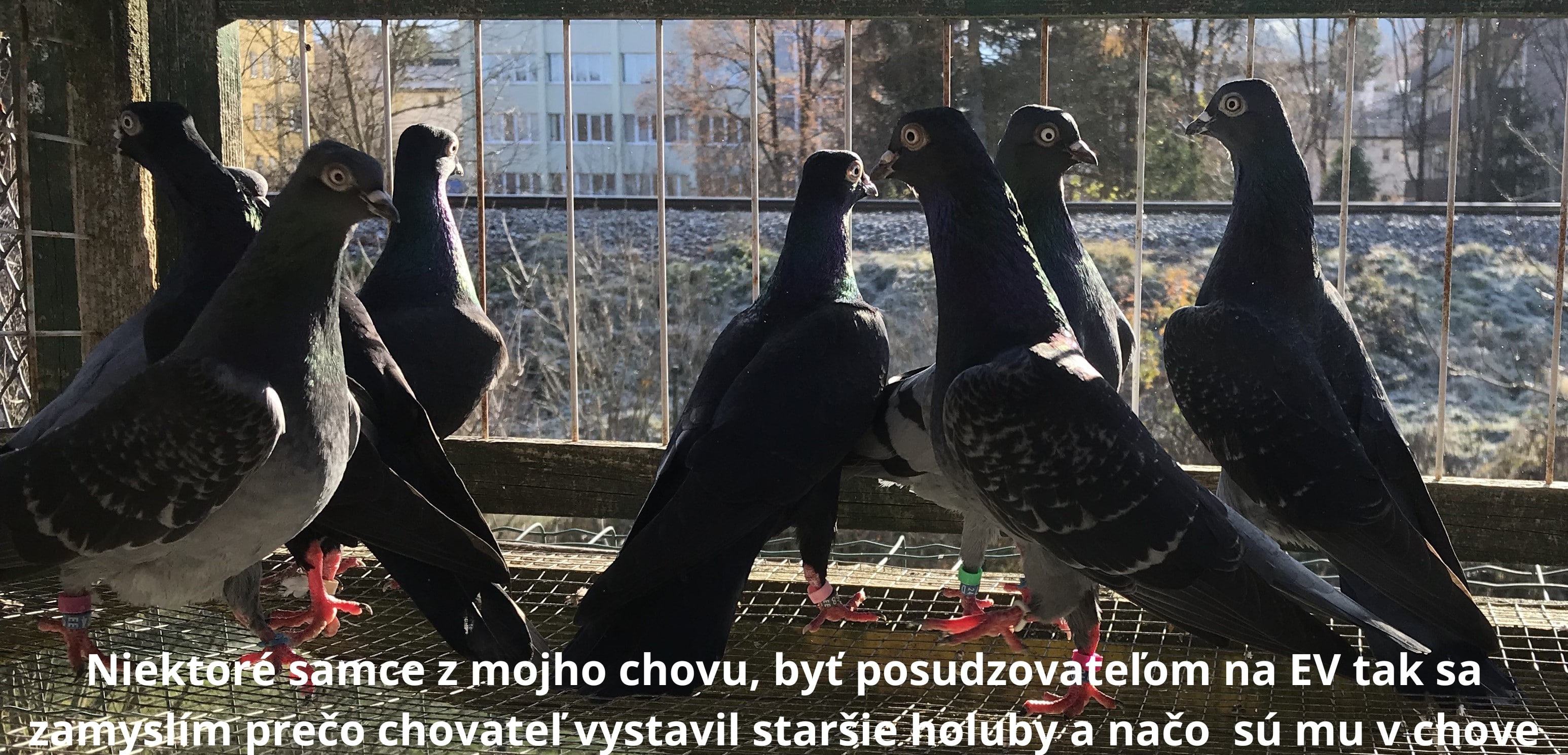 holuby na stránku17