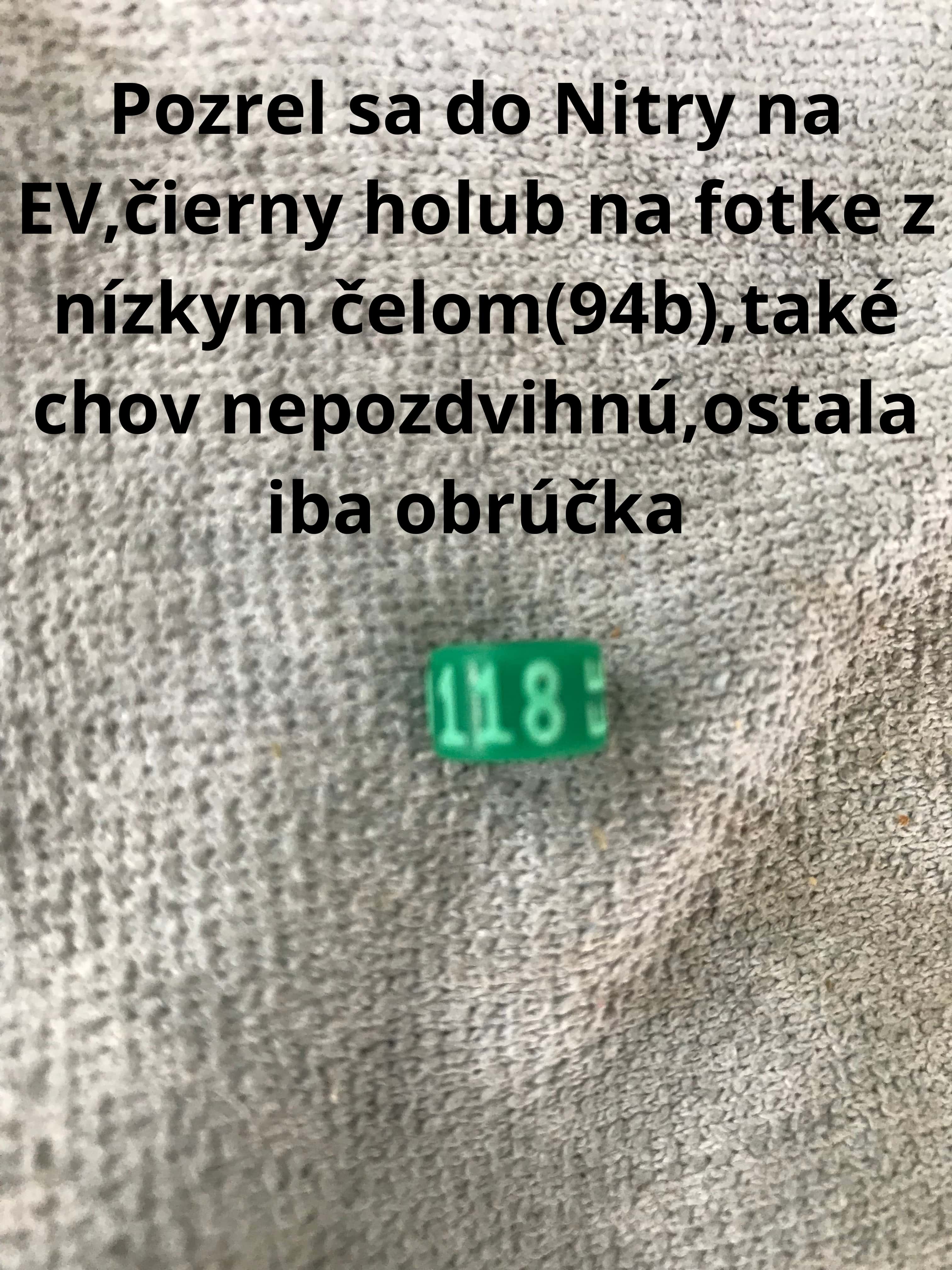 holuby na stránku23