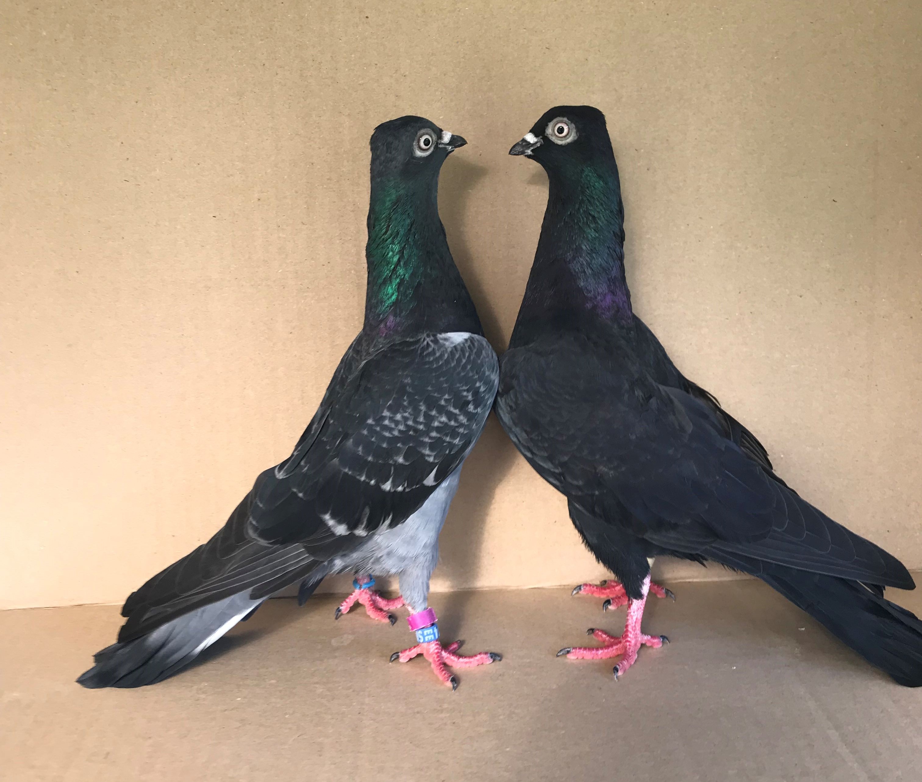 plemenný pár, moderný KV má mať vyhranenú hlavu, dosť často je vpredu oblúk(viď čierny eurošampion Nitra