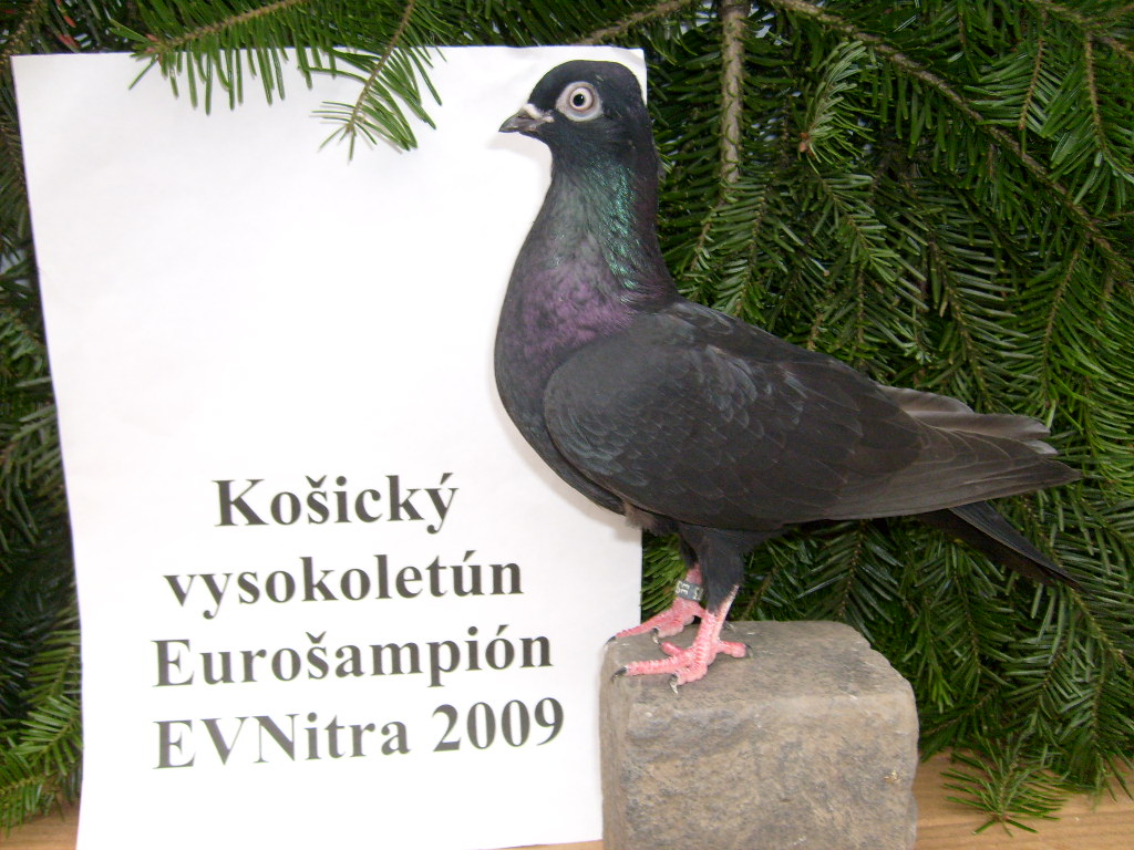 kedysi víťazili jedince s takmer vodorovným postojom(pôvodný typ vyšľachtiteľa,)S6302643