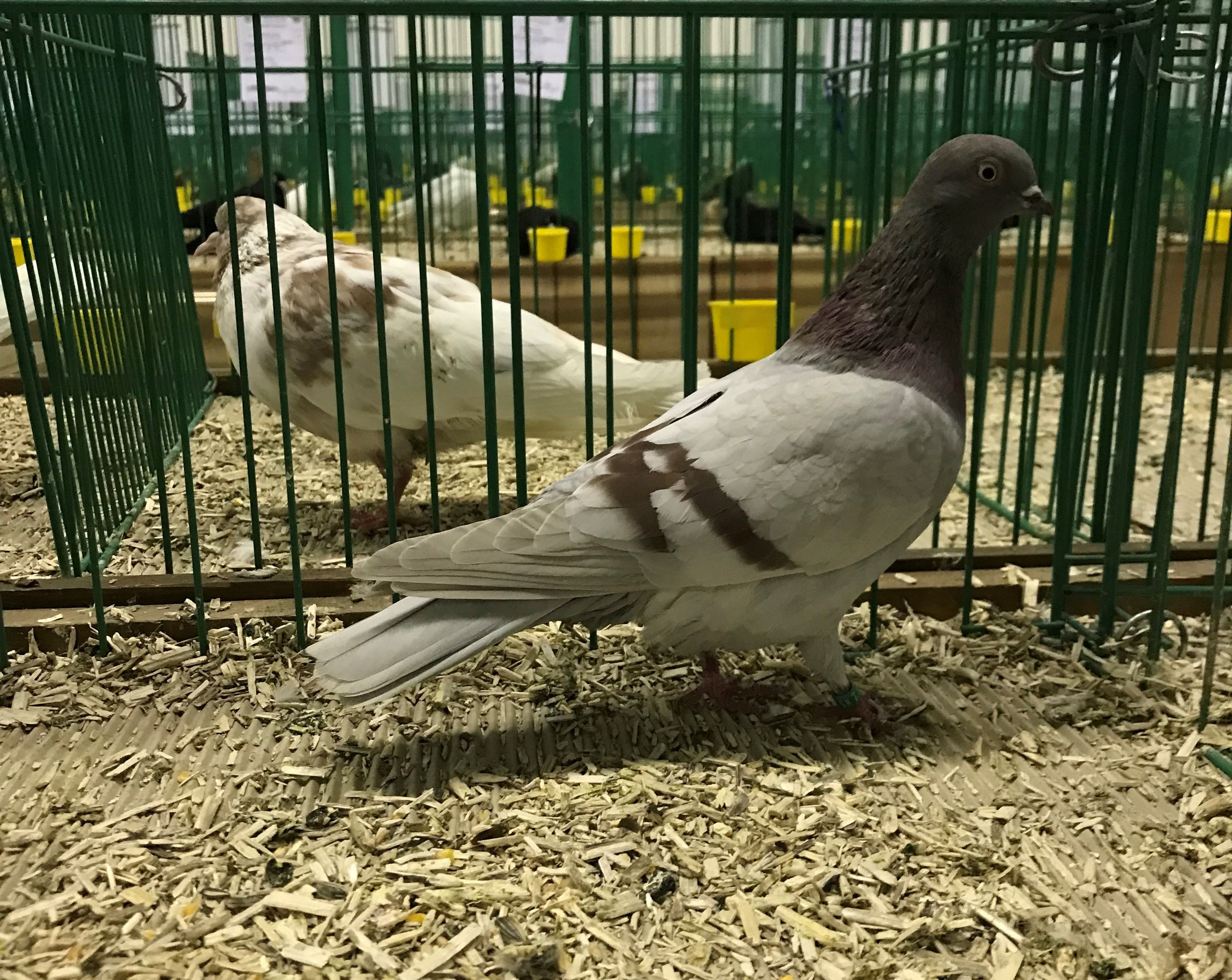 Ešte že ten BAV bol správne "titulovaný"IMG_2632