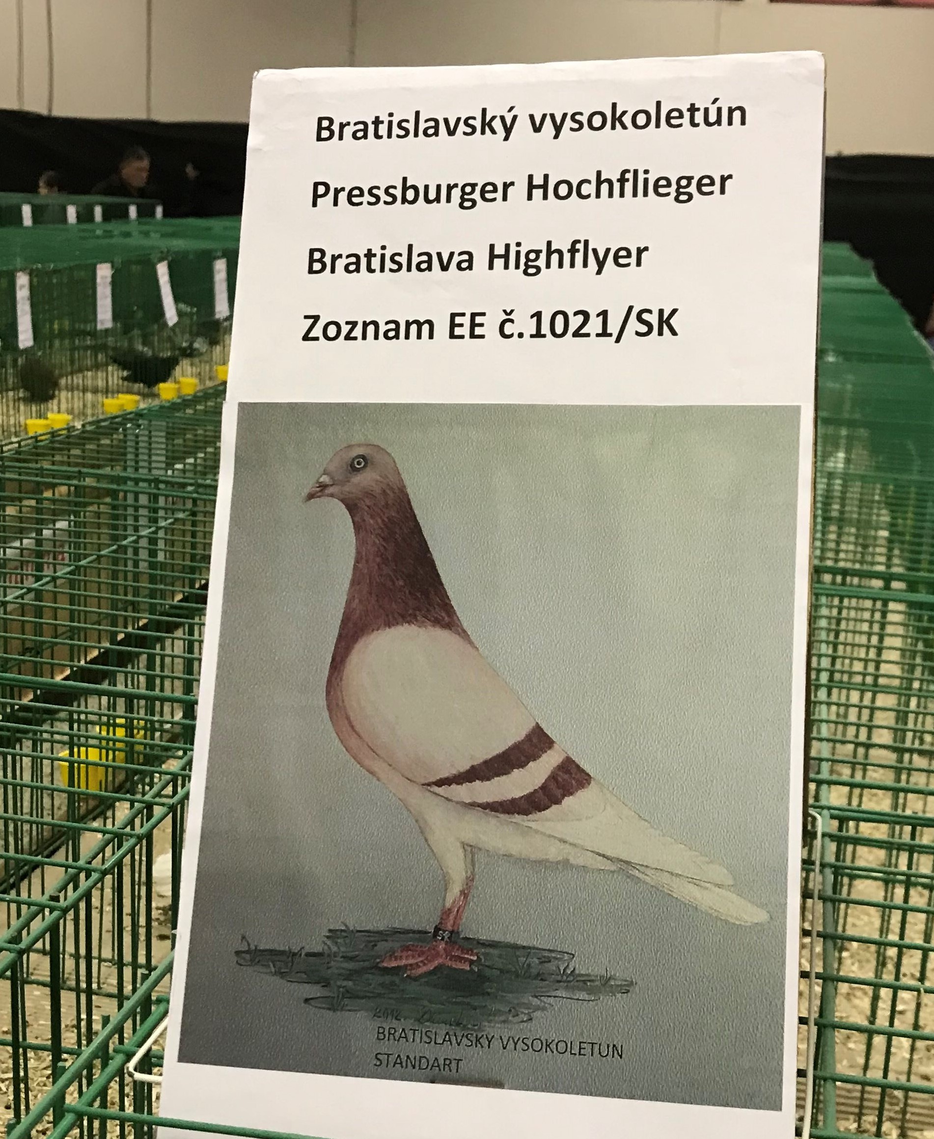 kresba pre EE, v chovoch nám hlavy  utekajú do rovných temienIMG_2634