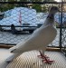 IMG_6942